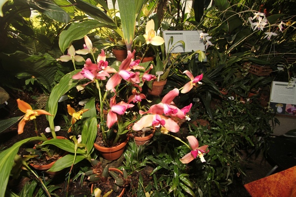 Phalaenopsis   054.jpg